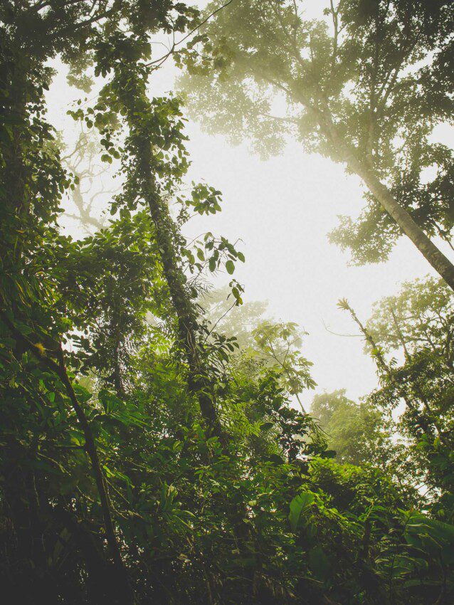mist jungle costa rica