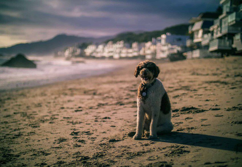 malibu coast dog california photography road trip