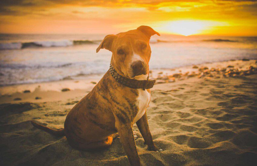 dog beach sundown